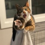 Oh come on Cat