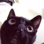 i am so mad rn GIF Template