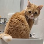 The embarrassed cat 2.0 template