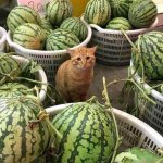 Melon cat compare