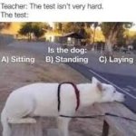 Confused dog positions