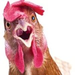 Talking chicken