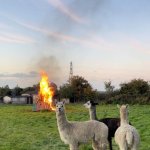 Alpaca