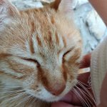Chill cat