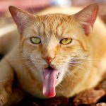 cat tongue meme