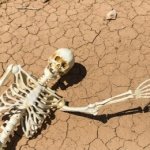 Skeleton