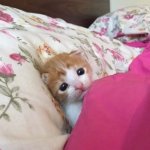 Yeepy kitten