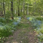 forget-me-not