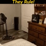 Door closed? NO problem! | NO; They Rule! | image tagged in gifs,cat,boss,like a boss,relatable,relatable memes | made w/ Imgflip video-to-gif maker