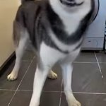 Husky face