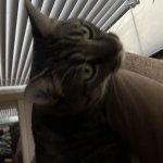 Chair kitty