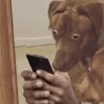 Traumatized Dog Looking at Phone
