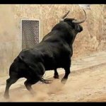 Bull