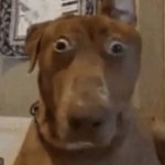 Shocked dog