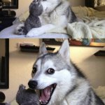 husky pun template