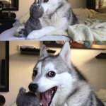 Husky template