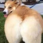 Zamn Dog