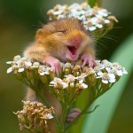 cute hamster