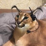 Puma wearing earphones