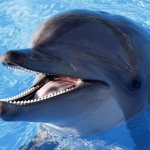 Dealie Dolphin