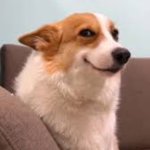 sus doggo smile