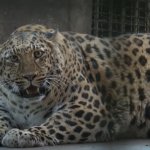 Fat Leopard
