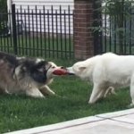 Tugofwar