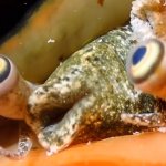 Pog Conch