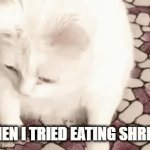 I don't like shrimp | WHEN I TRIED EATING SHRIMP | image tagged in gifs,cat | made w/ Imgflip video-to-gif maker