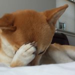 Facepalming Dog