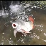 oh great heavens fish