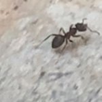 ant