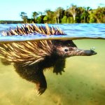 Echidna has a secret meme