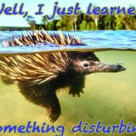 Apparently, Australian animals really are the weirdest | Well, I just learned; something disturbing | image tagged in echidna has a secret,animals,reproduction,iykyk,weird,mammals | made w/ Imgflip meme maker