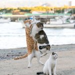 Cats fight