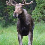 a moose