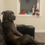 Dog with arm on the chair