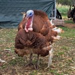 tom turkey