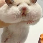 Fattt Hamster