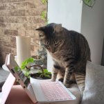 WorkingCat