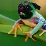 pug frog