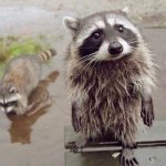 Please Raccoon Sad