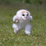 owlbullying.png template