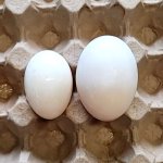 Egg
