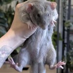Big Nut Rat