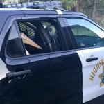 goose in police car