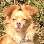 High Dog