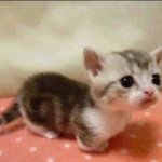Herbert’s sister template