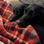 the labs