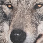 Powerful death stare
